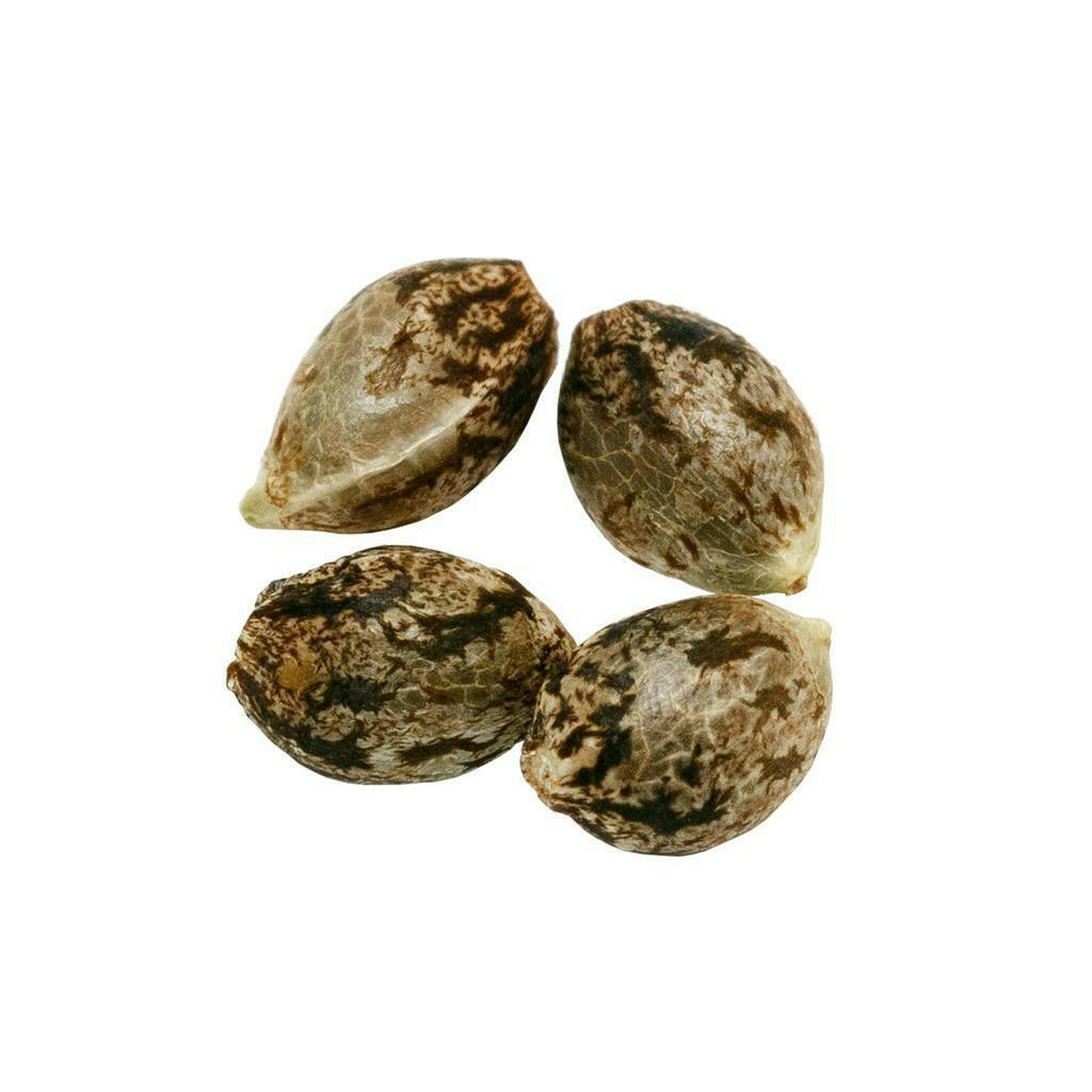 Headband | Feminized Seeds | 4 Pack