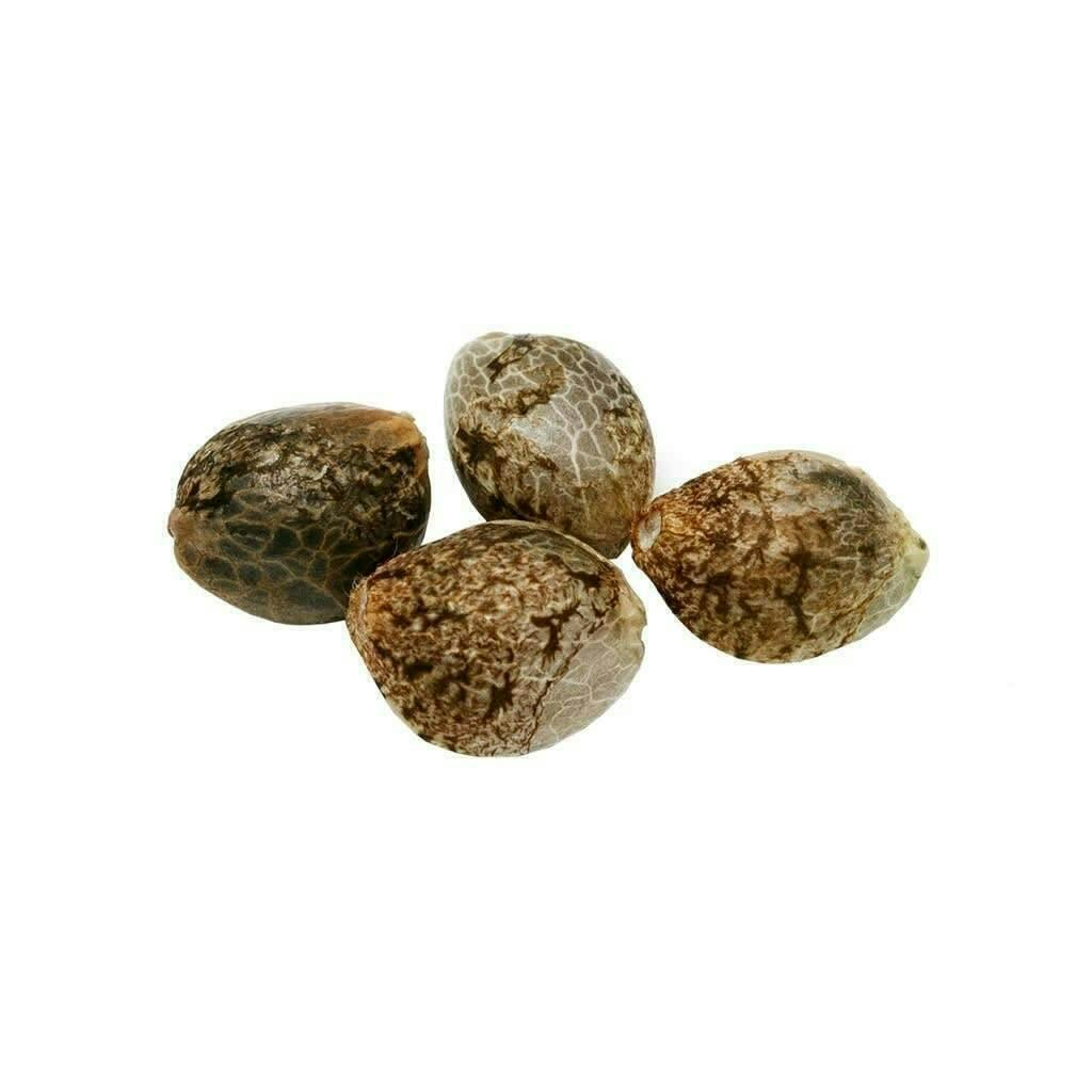 Cherry Head | Feminized Seeds | 4 Pack