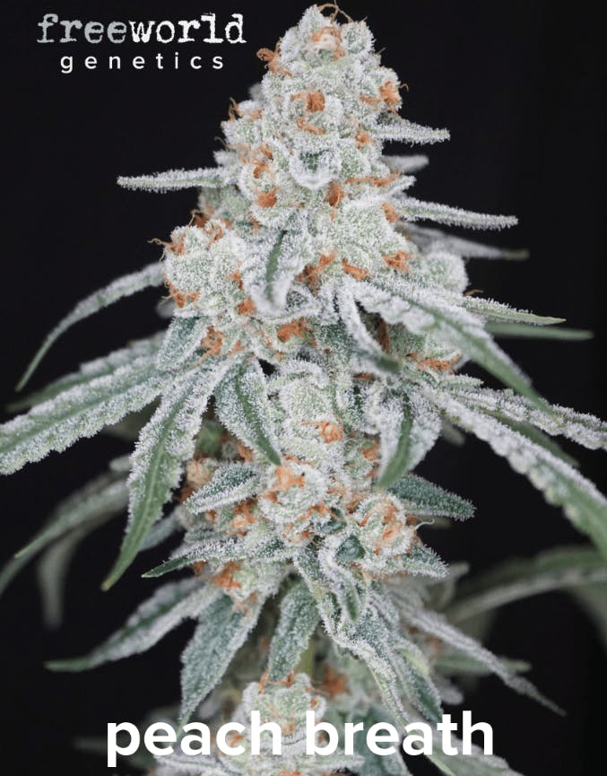 FreeWorld Genetics | Peach Breath | Feminized Seeds | 3 Pack at Best Colorado Cannabis