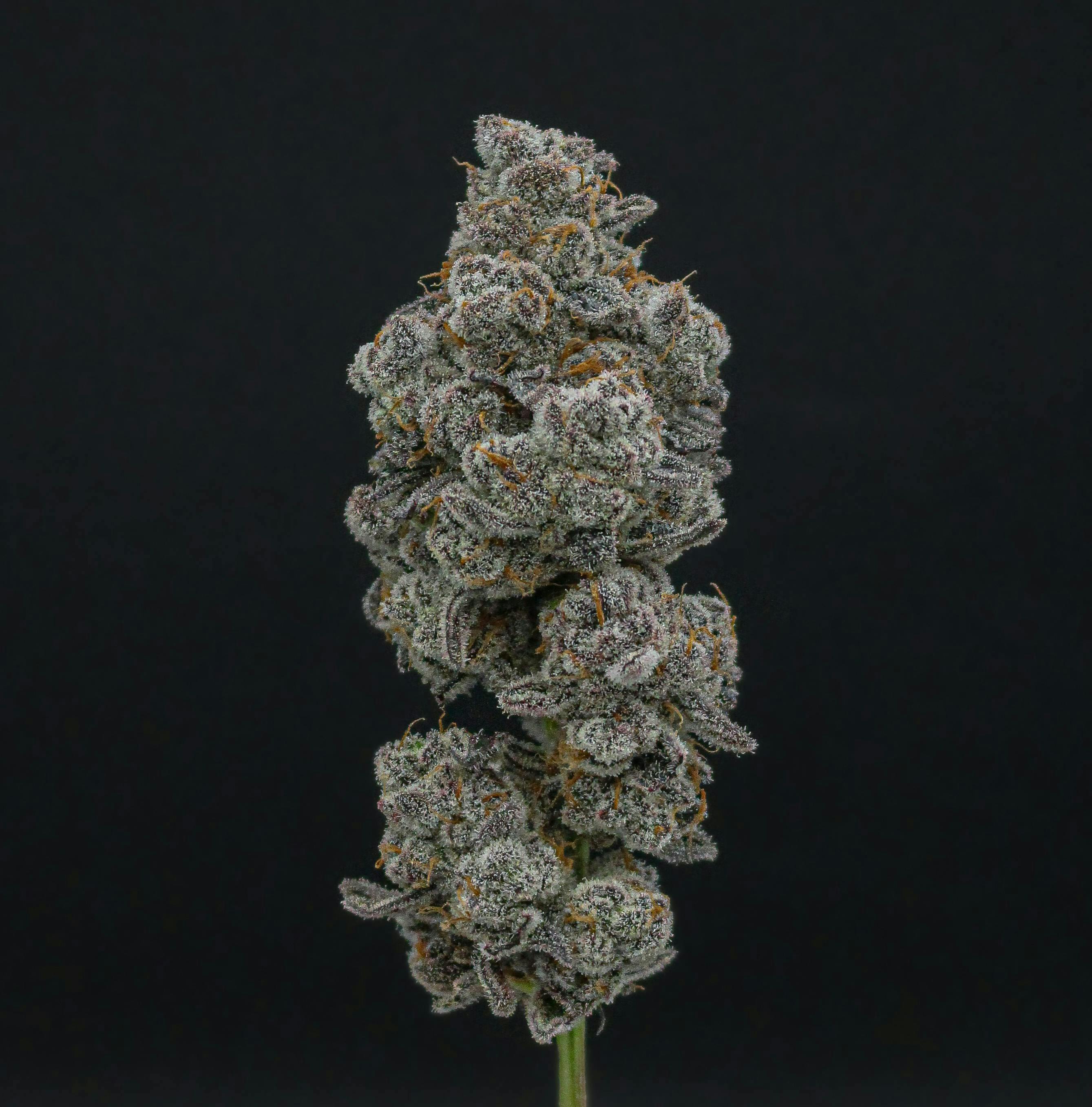 Glitter Bomb | Smalls | 14g