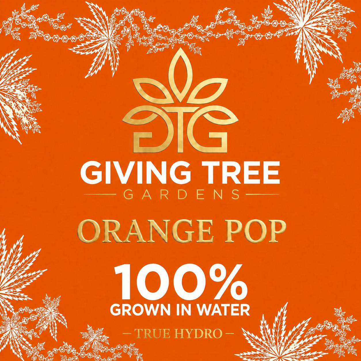 Orange Pop – Deli Flower | 100% WATER GROWN • TRUE HYDRO by Giving Tree Gardens