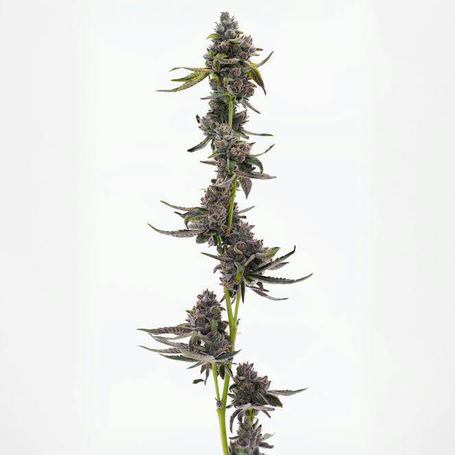 Biscotti Runtz | Big Buds by Grown Rogue