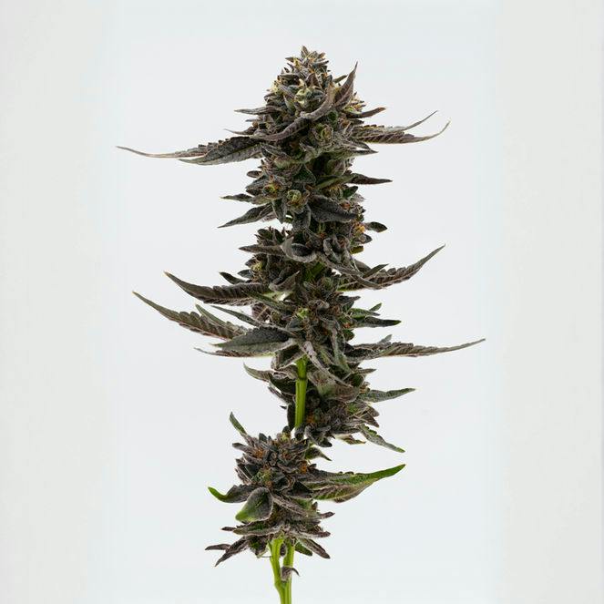 Blue Pinot | Big Buds by Grown Rogue