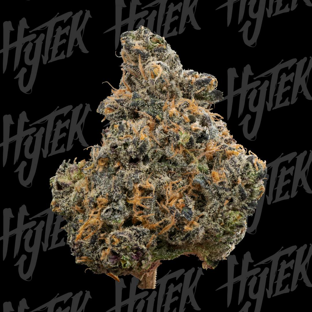 HYTEK | PLANET BANGBERRY | BULK DELI FLOWER by Hytek