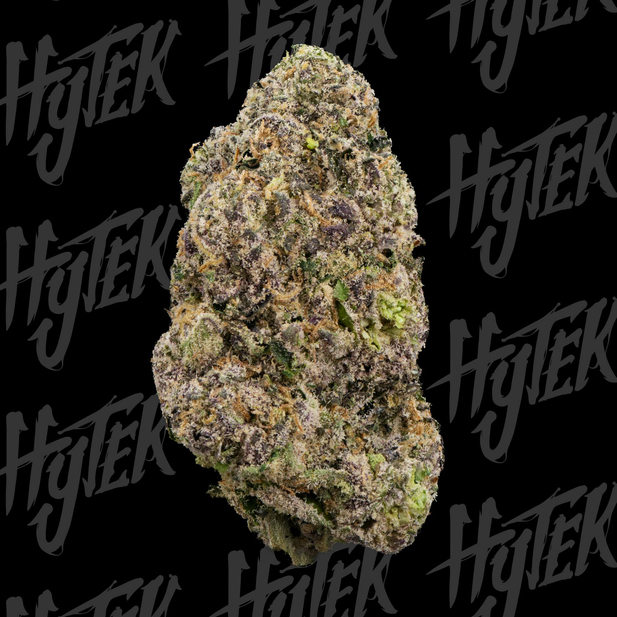 Versace | Big Buds by Hytek