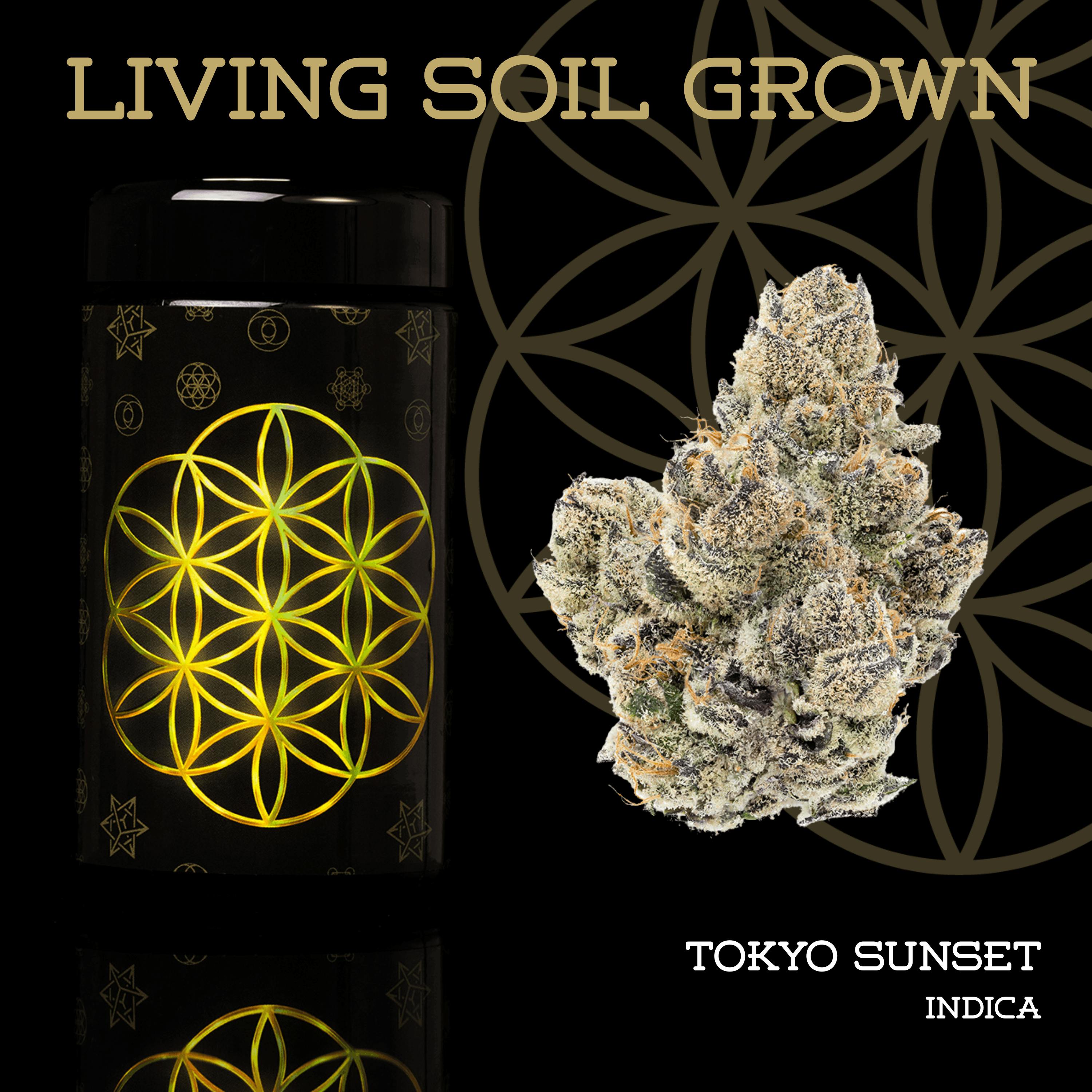 Tokyo Sunset | Prepack | Miron Jar | Living Soil by Flower of Life