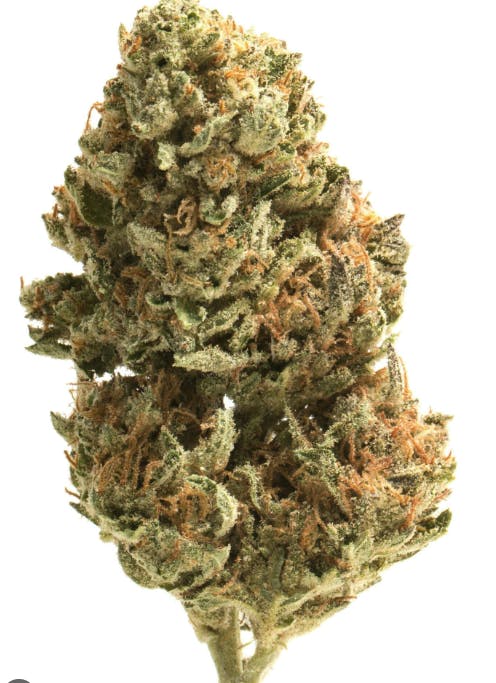 Detroit Runtz | Big Buds by Peninsula Gardens