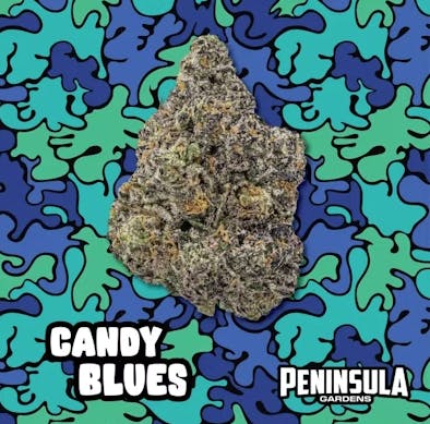 Candy Blues | Big Buds by Peninsula Gardens