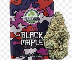 Black Maple | Big Buds by Peninsula Gardens