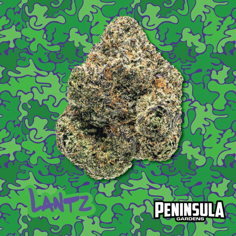 Lantz | Big Buds by Peninsula Gardens
