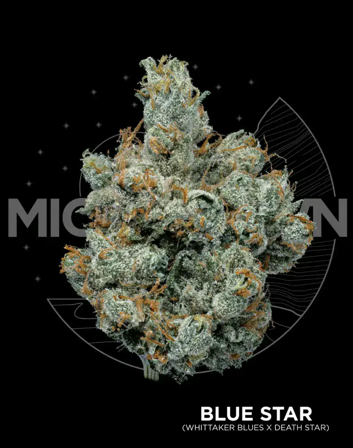 Blue Star | Buds | 1g by MICHIGROWN