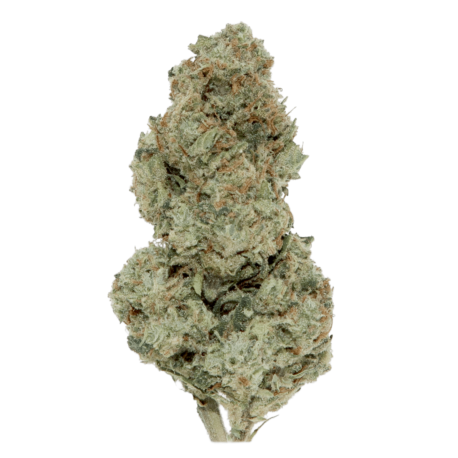 Black | Gelato #41 | Buds | 14g