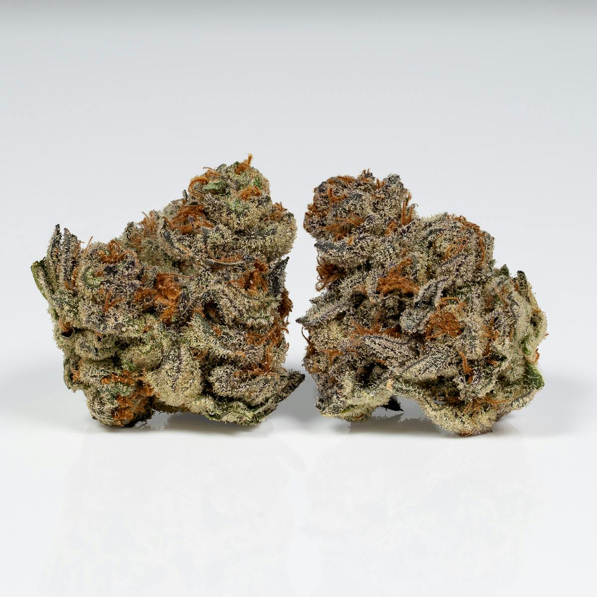 WHIPLASH - 3.5g