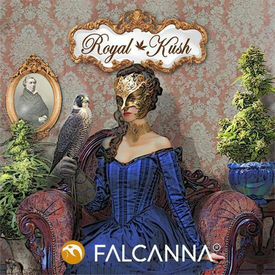 28g Royal Kush - Falcanna Pre-Pack Flower