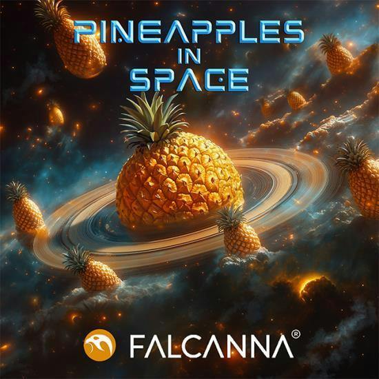 14g Pineapples in Space - Falcanna Pre-Pack Flower