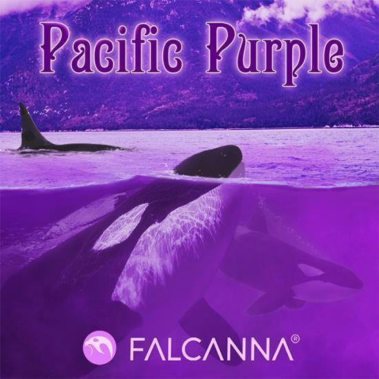 14g Pacific Purple - Falcanna Pre-Pack Flower