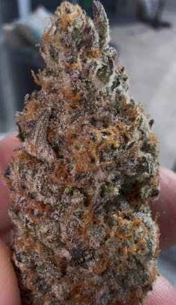 Leonidas | Smalls | 7g