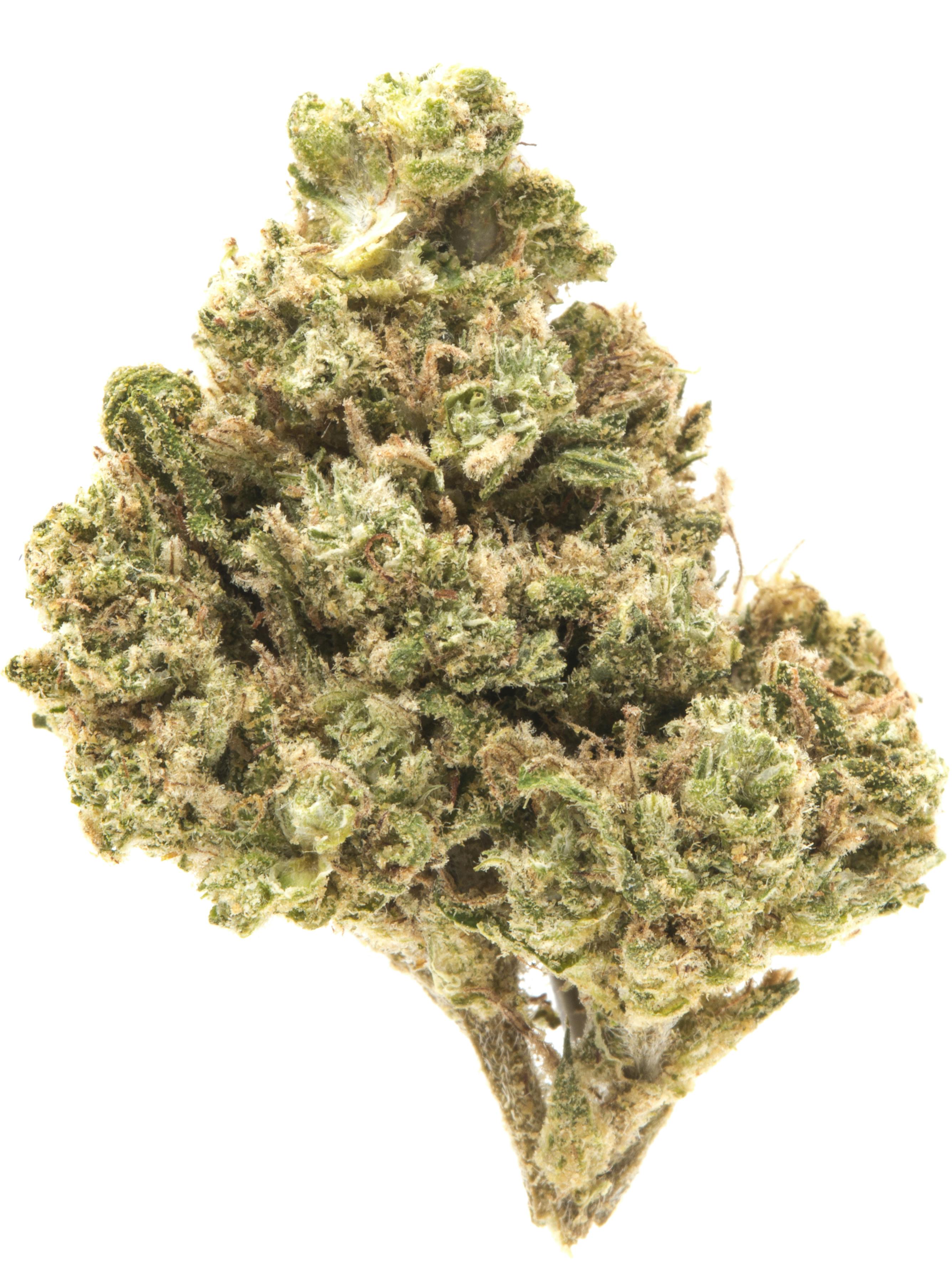 Abusive OG archive 2