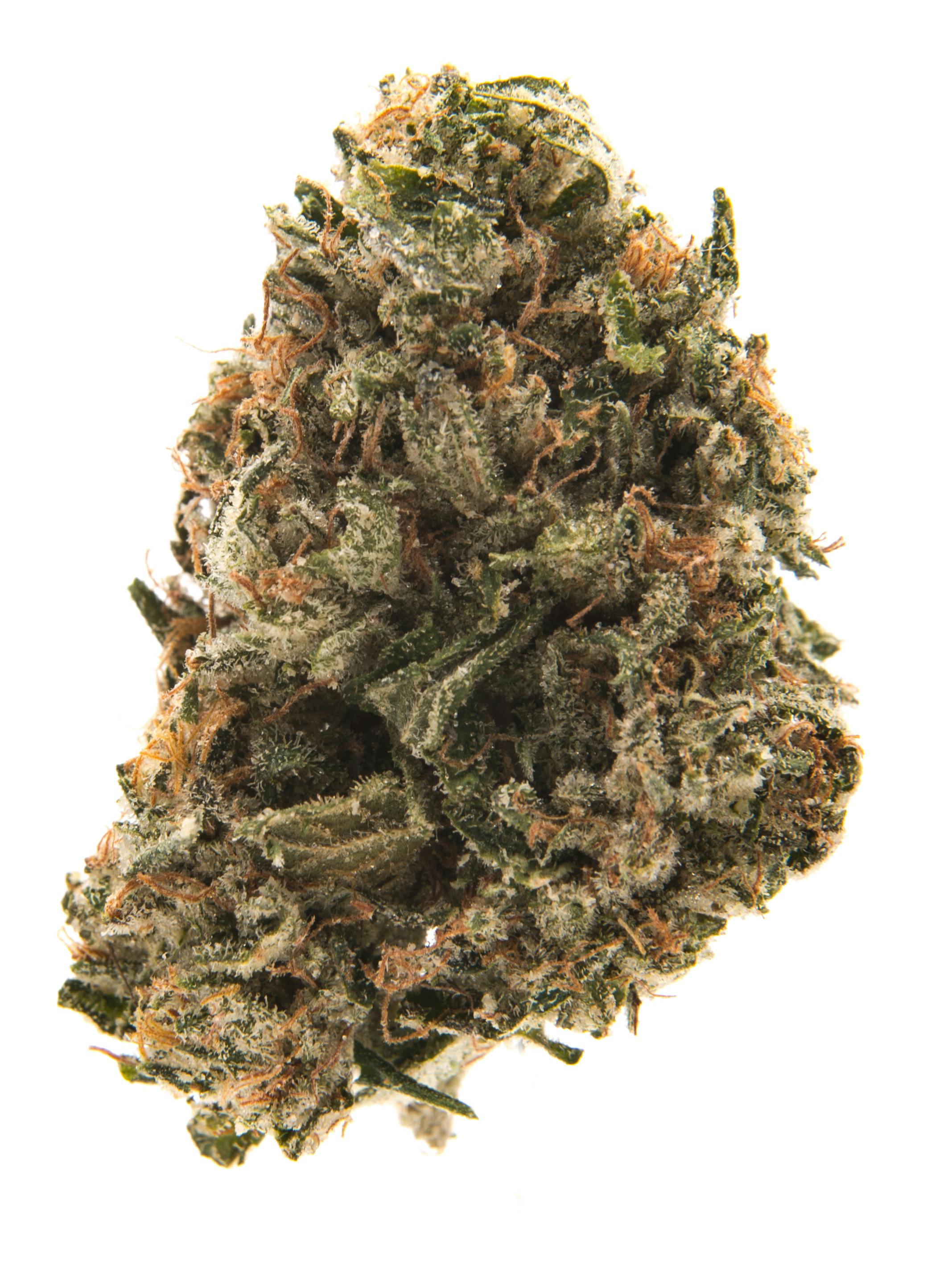Chronic Weed Strain phoenixx-kimm-its-been-wild-to-see-how-differently-i-am-treated-since
