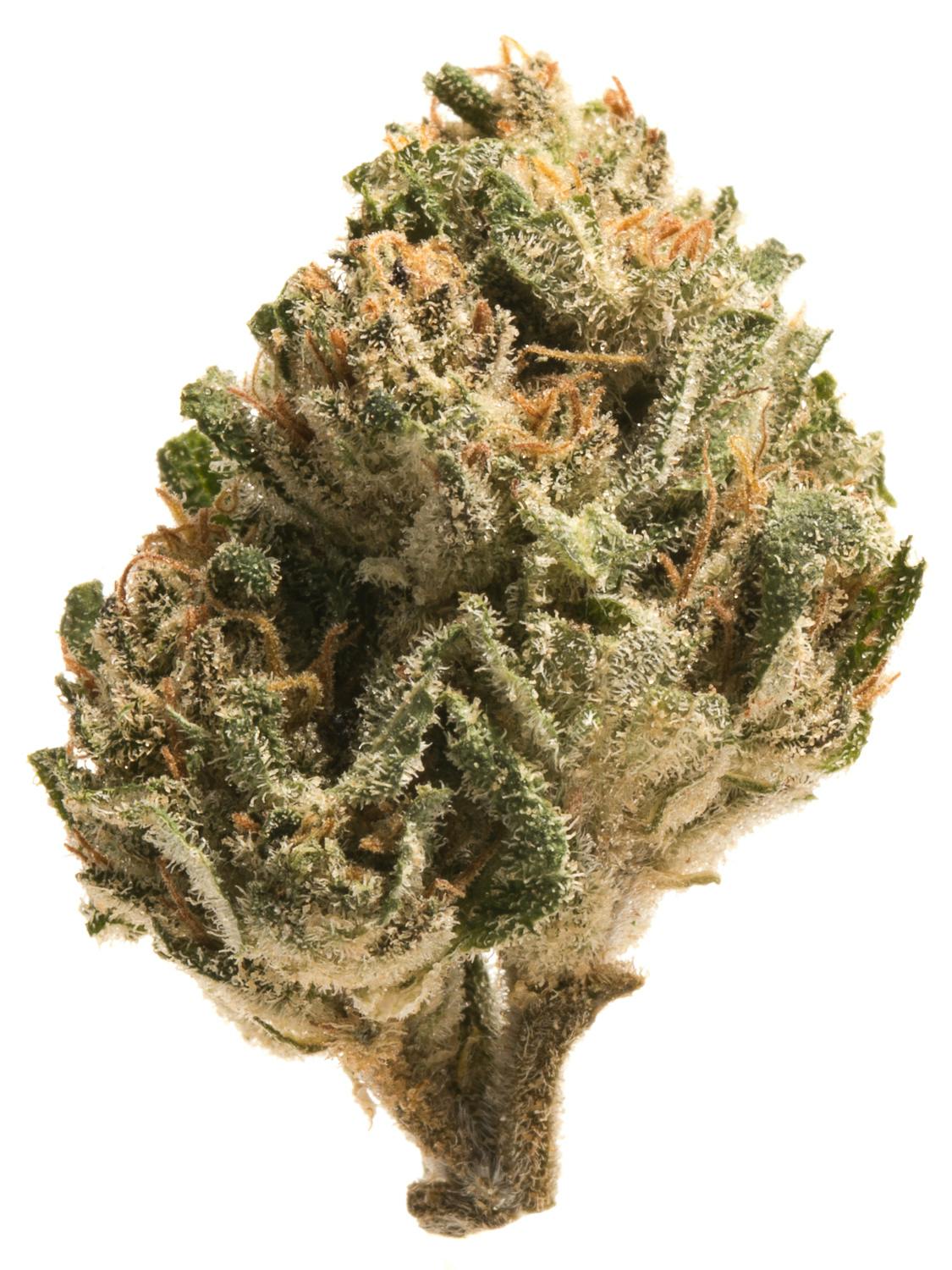 Shiva Skunk