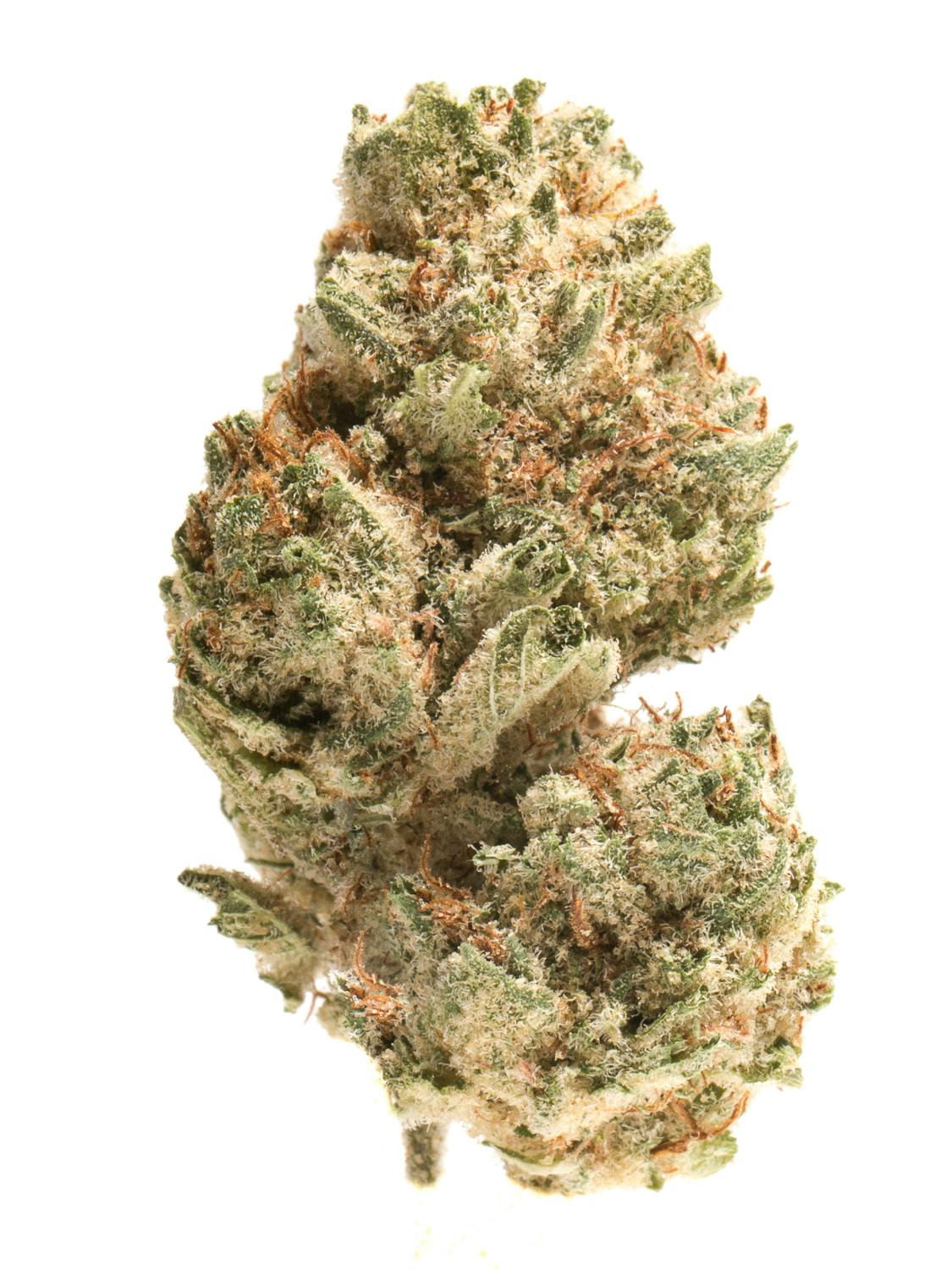 【国内即発送】 Strain Weed Cheezle) (aka Chiesel Information Weedmaps | パンツ