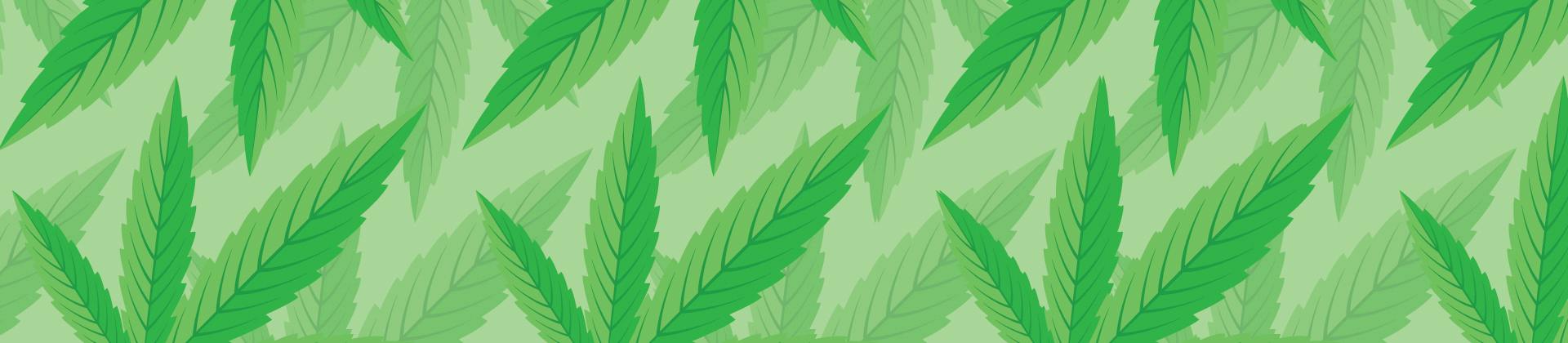 Fluffhead Weed Strain Near Me | Weedmaps