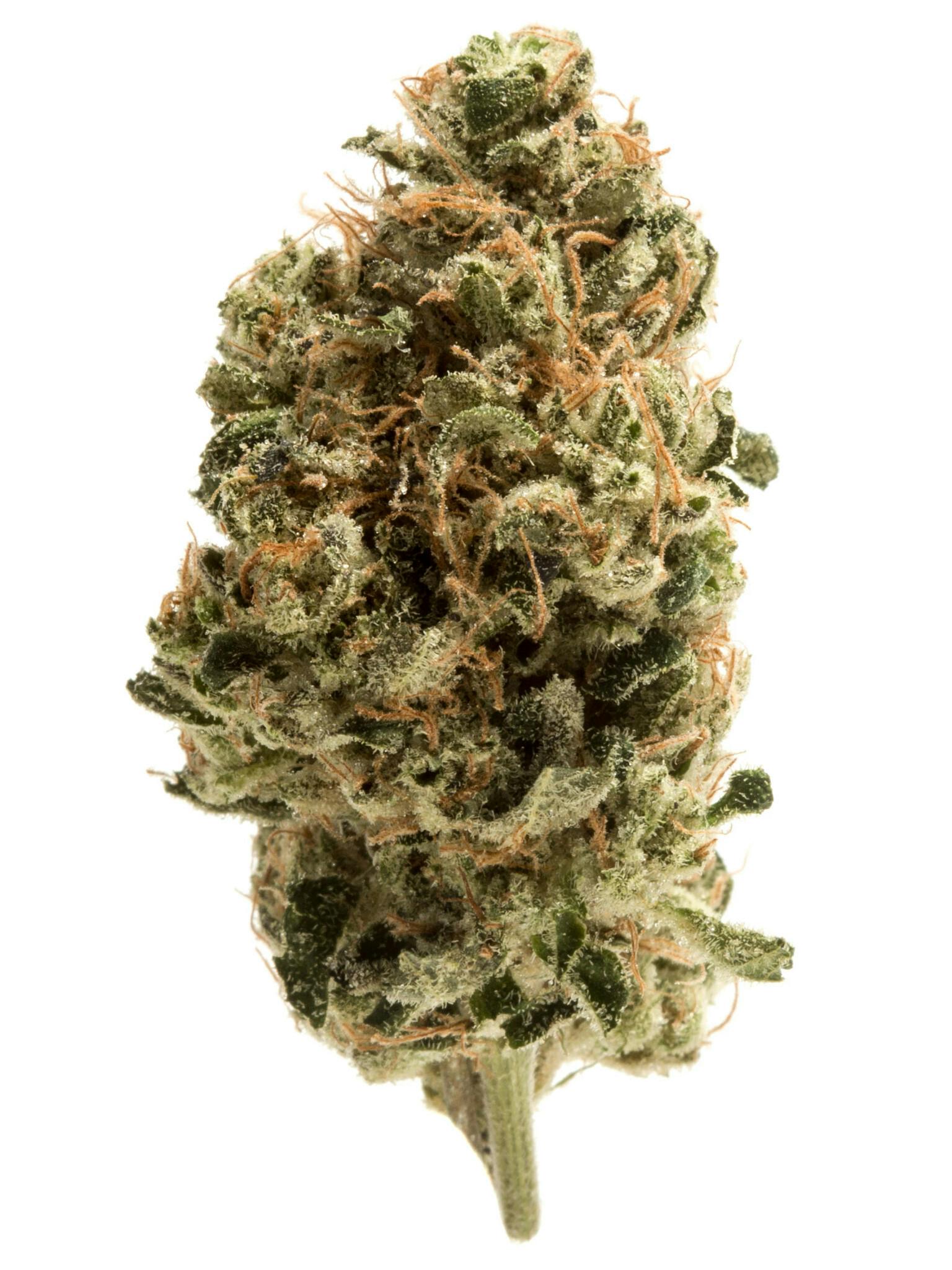 S*O様 dugudagii SPACE WEEDS Space Dawg Weed Strain Information | Weedmaps