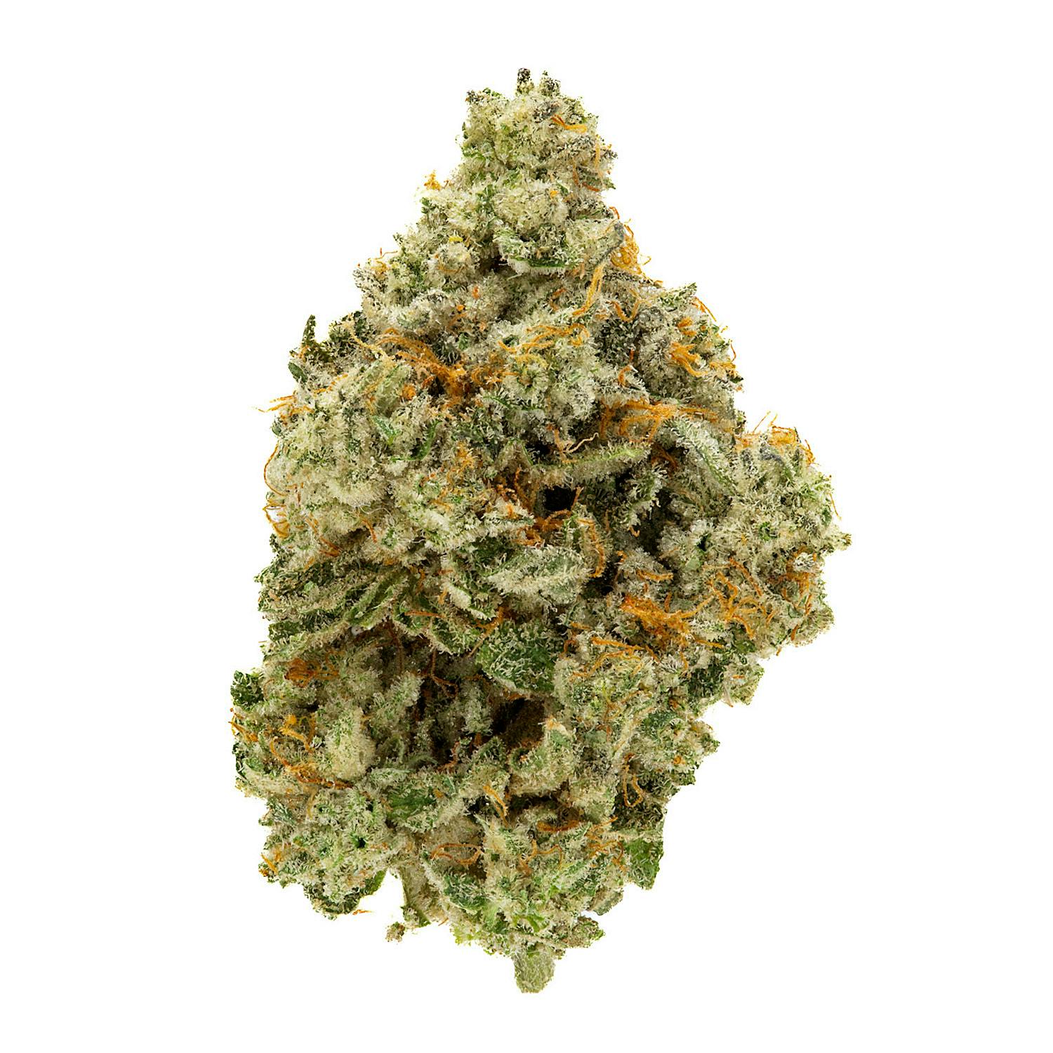 Z x Georgia Pie | lolo | 14g Nugs - Jane