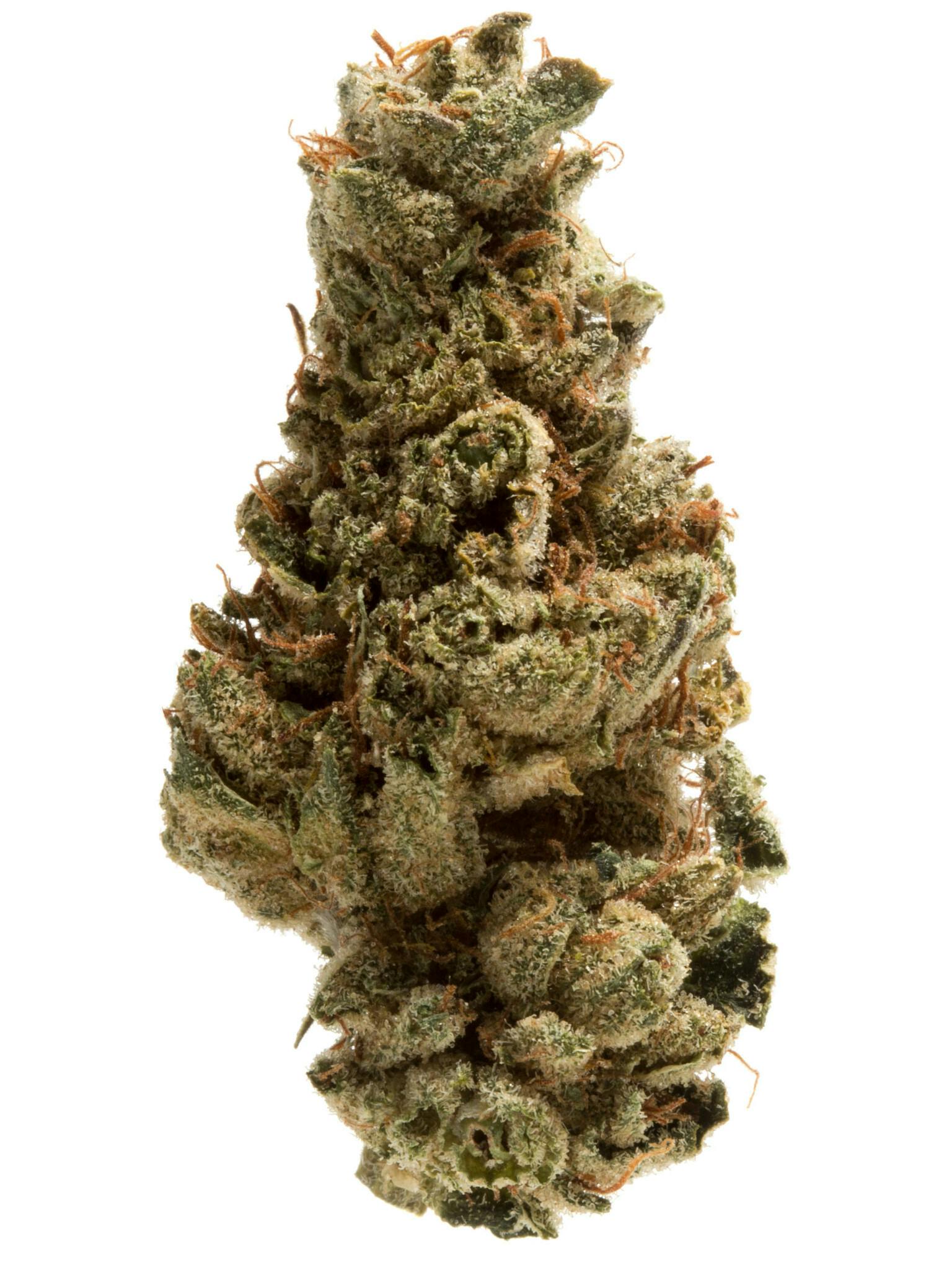 Old Dirty Biker Weed Strain Information | Weedmaps