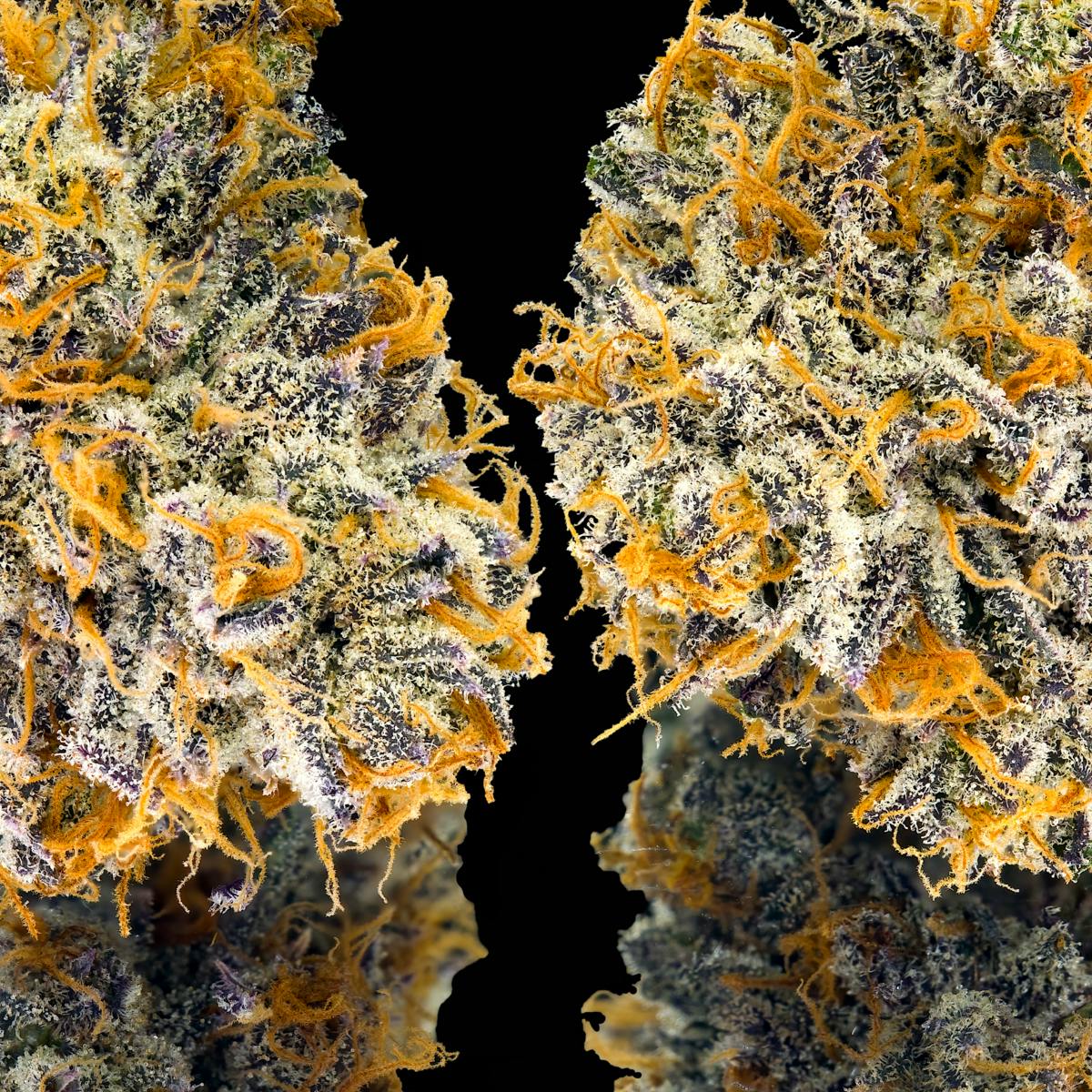 Orange Bellini Pre-Roll 5-Pack [2.5g] - Maven Genetics